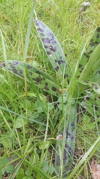 Stattliches Knabenkraut 18