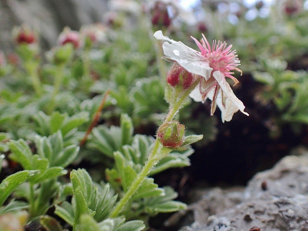 Potentilla lucida 12