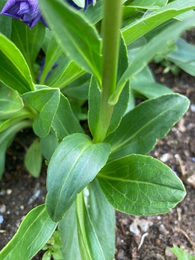 Veronica gentianella 12