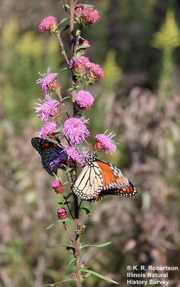 Liatris 3
