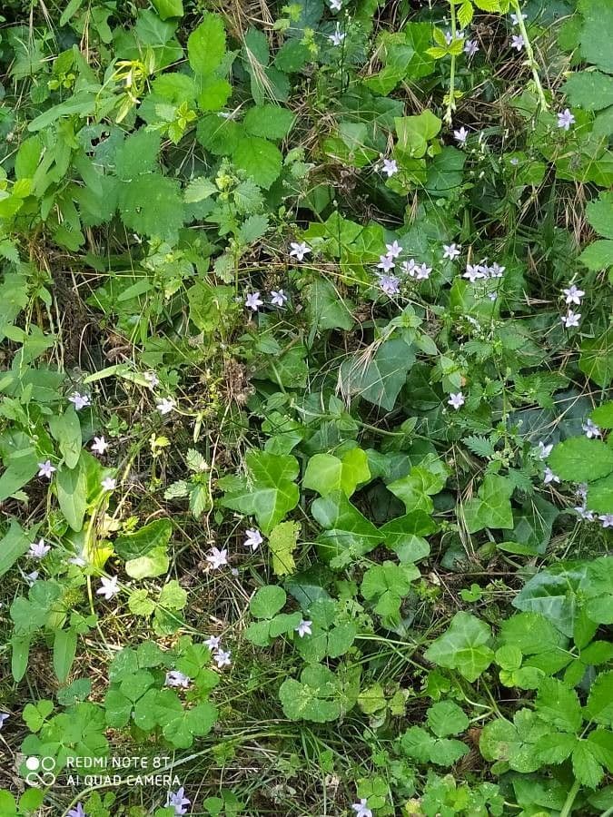 Campanula diffusa 8