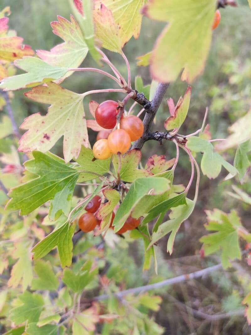 Ribes aureo 3