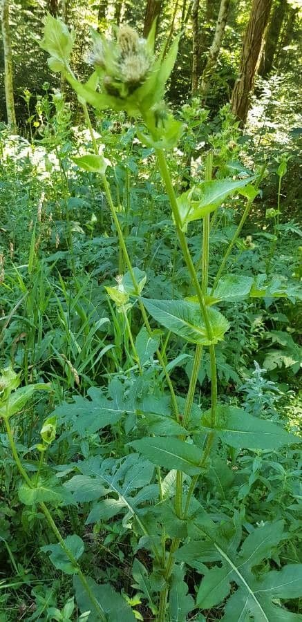 Kohldistel 13
