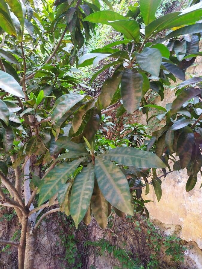 Barringtonia 16