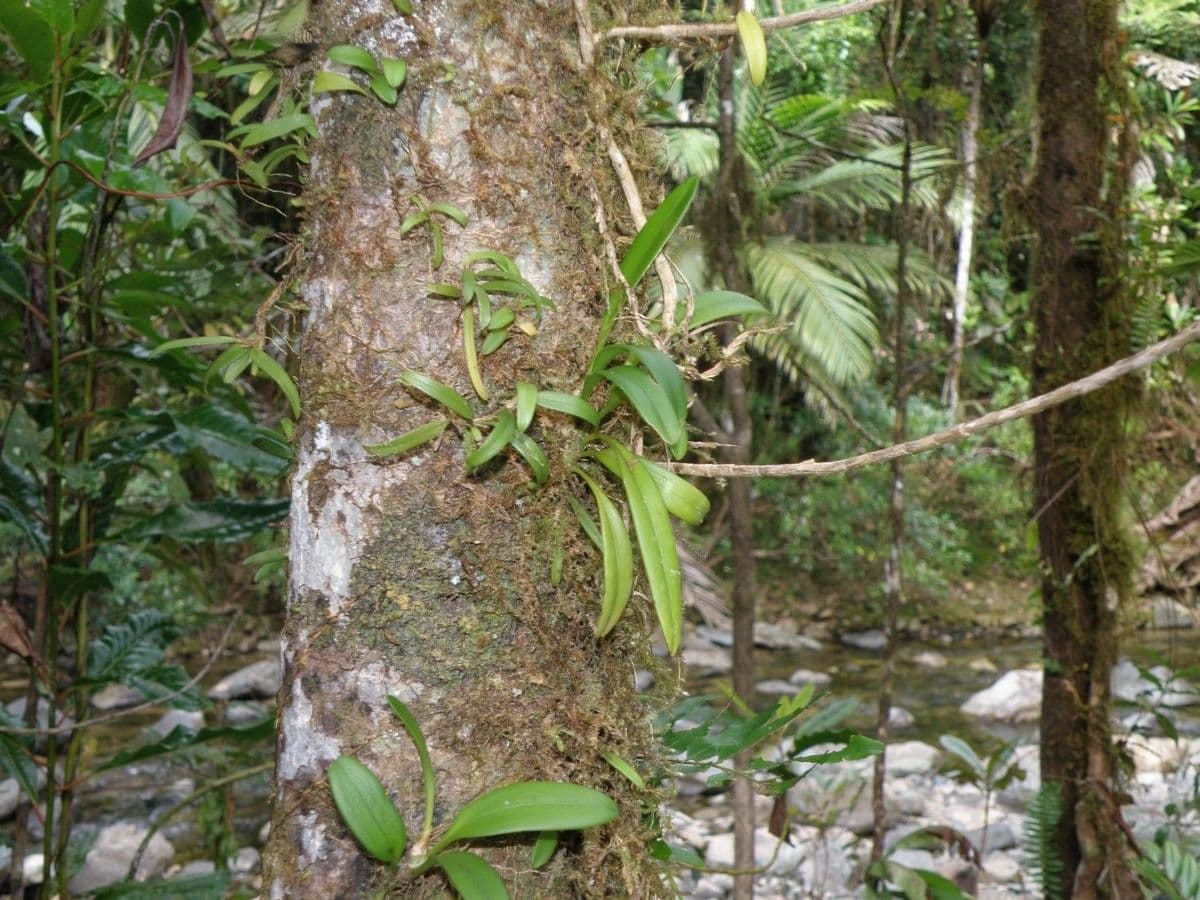Bulbophyllum 11