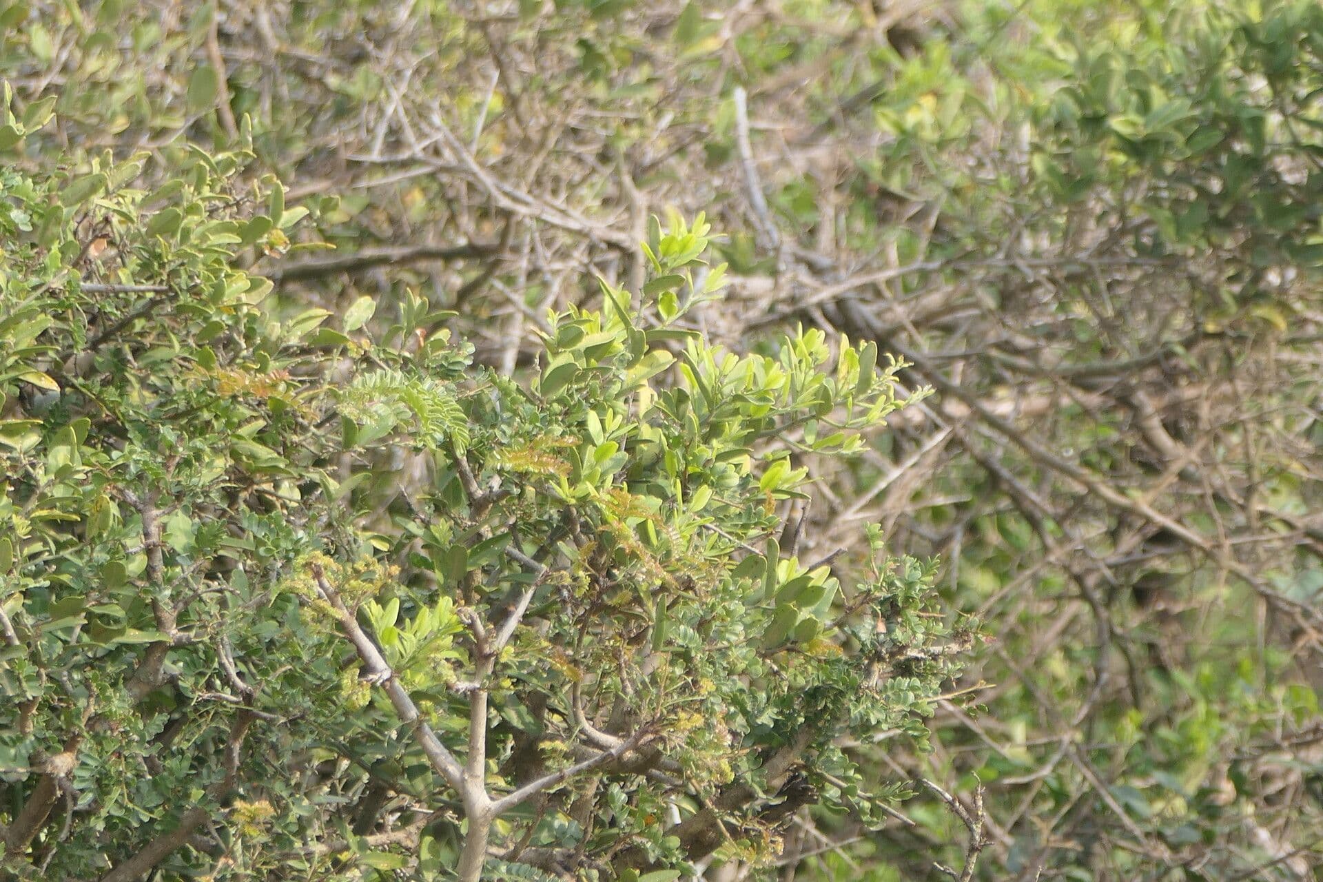 Capparis 8