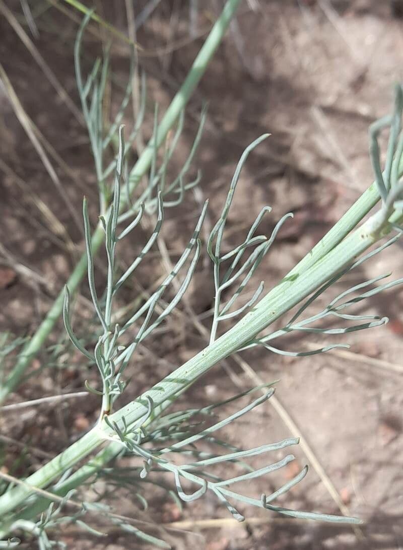 Thelesperma 13