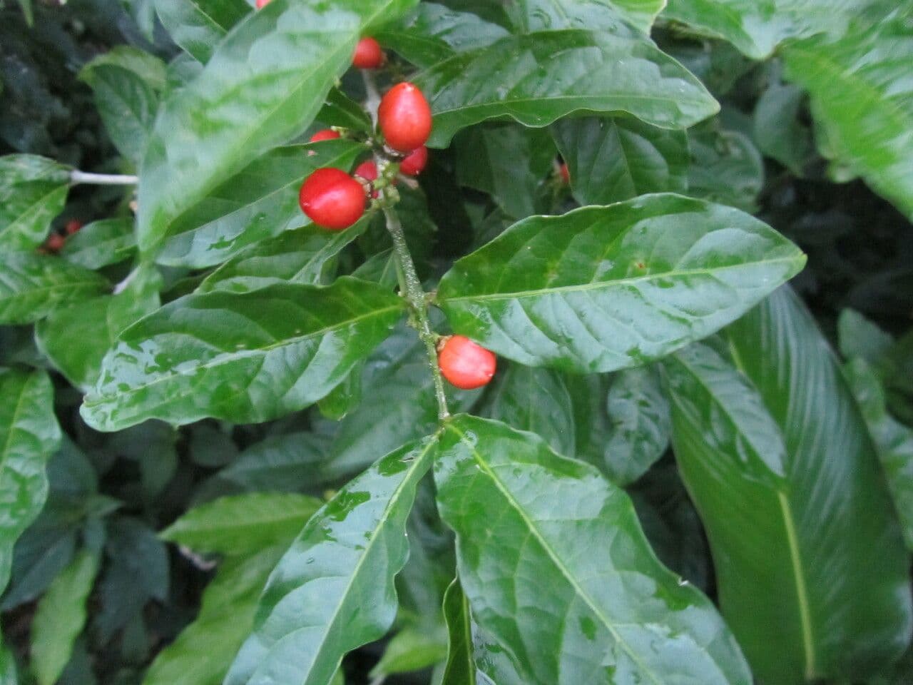 Bunchosia 9