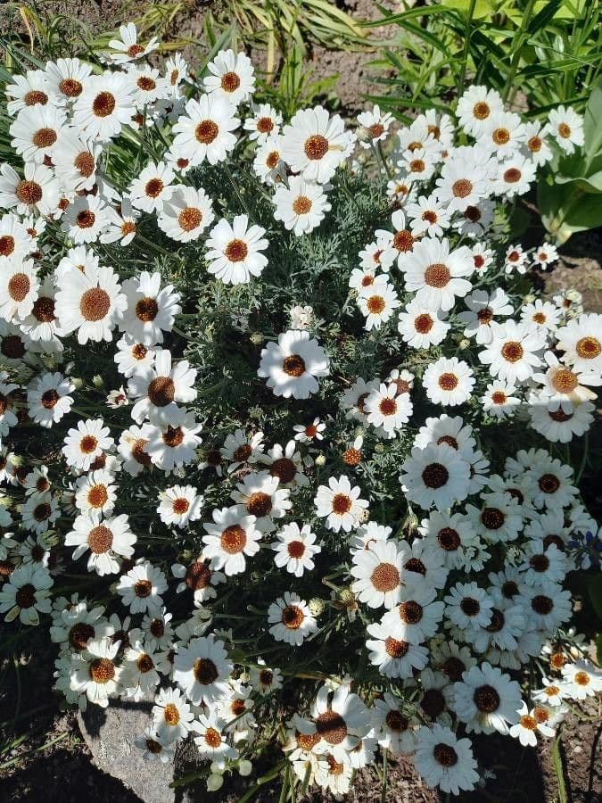 Rhodanthemum 7