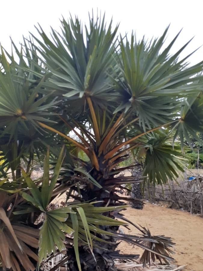 Palma cukrowa 16