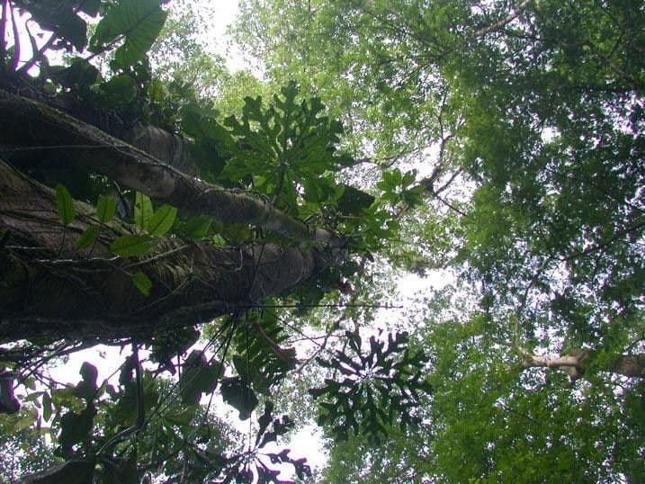 Ocotea 4