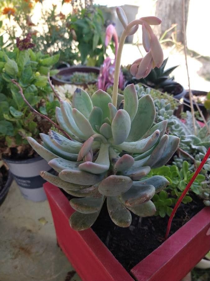 Pachyphytum 5