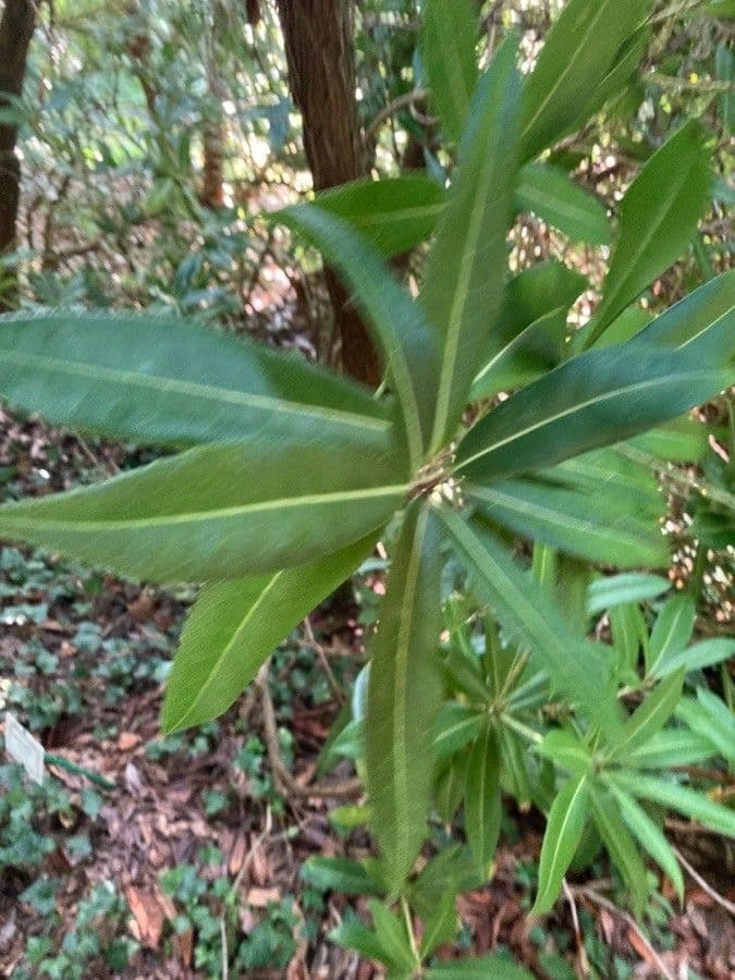 Pieris 7