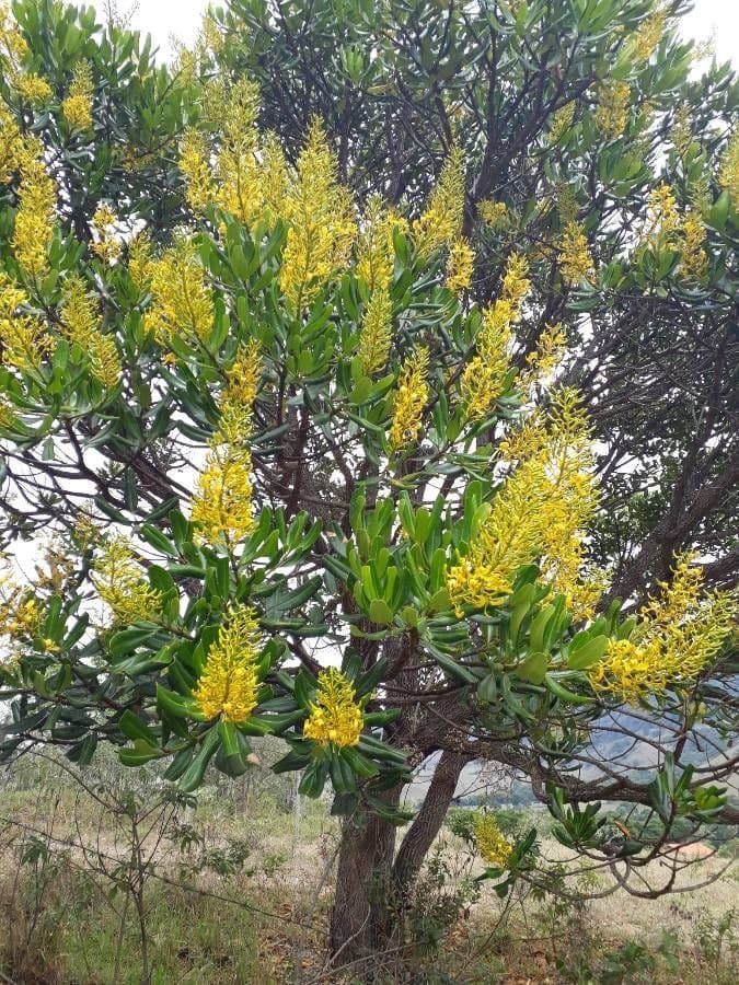 Vochysia guatemalensis 2
