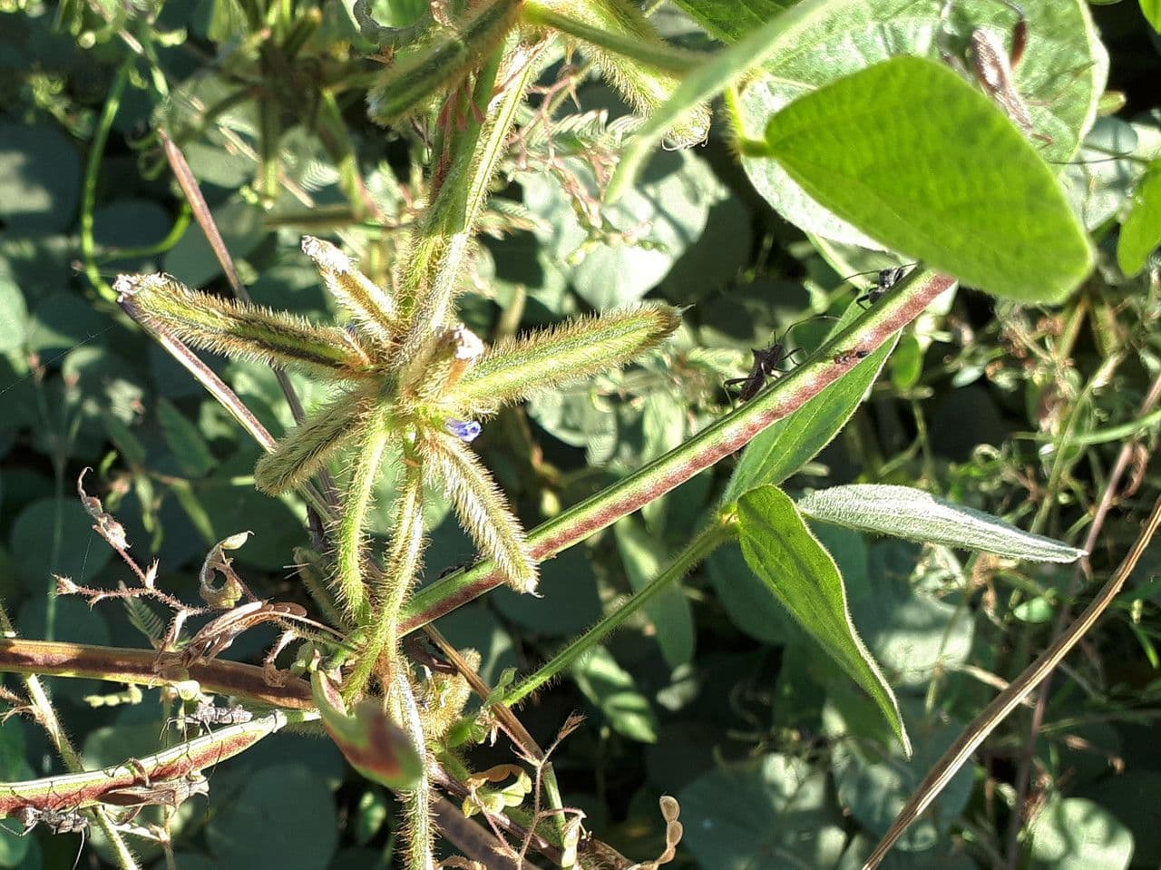 Calopogonium 3