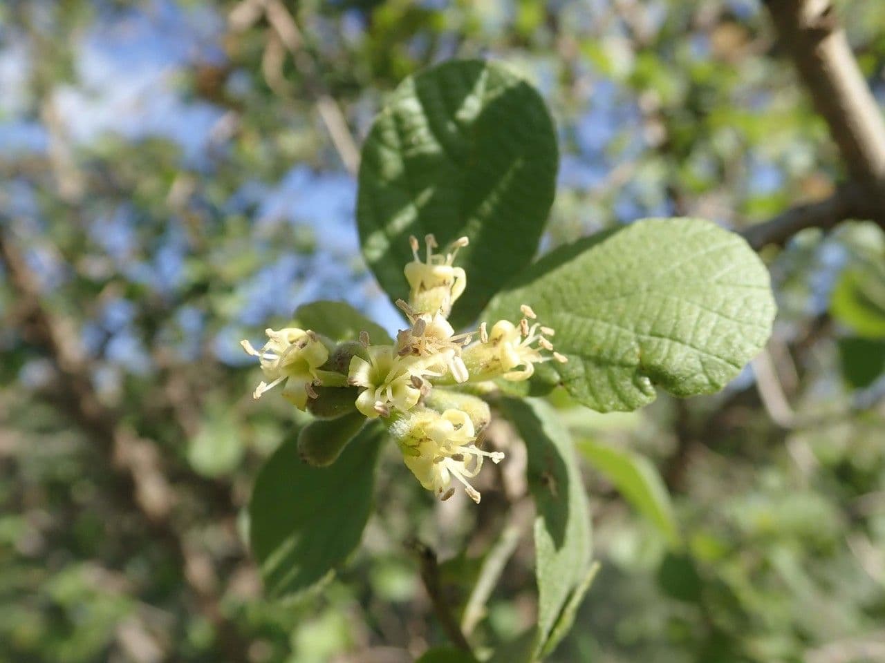 Cordia 24