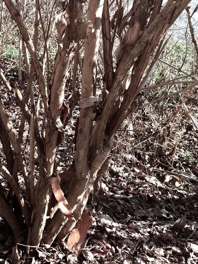 Deutzia scabra 24