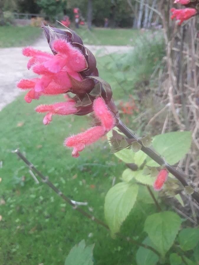 Salvia 2