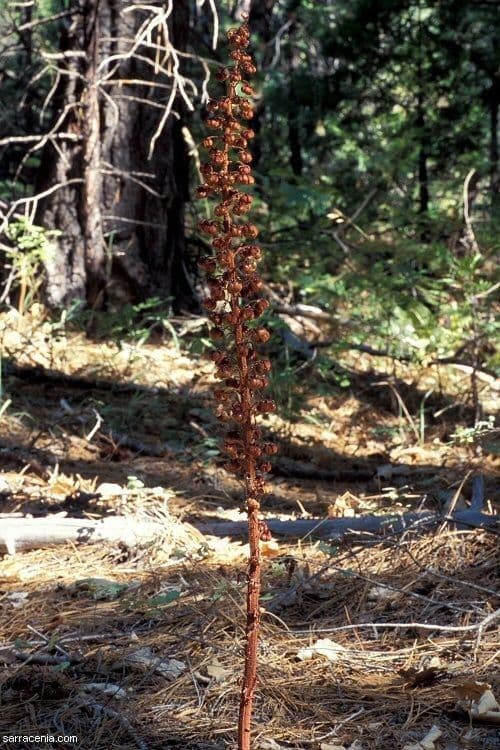 Pterospora andromedea 19