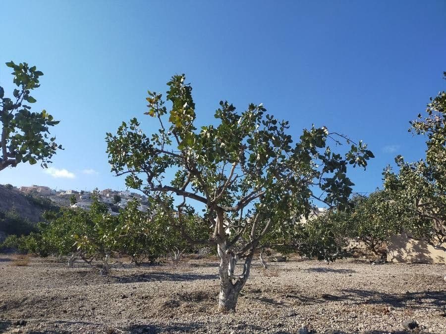 Pistacchio 12