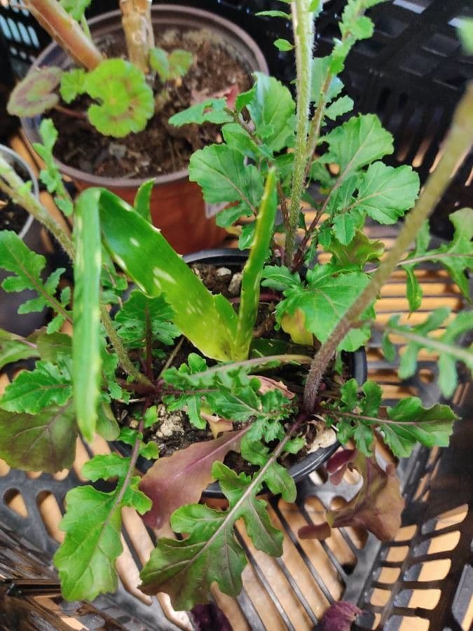 Rucola 16