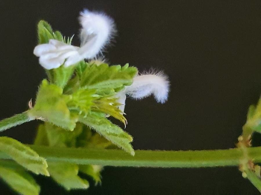 Leucas glabrata 2