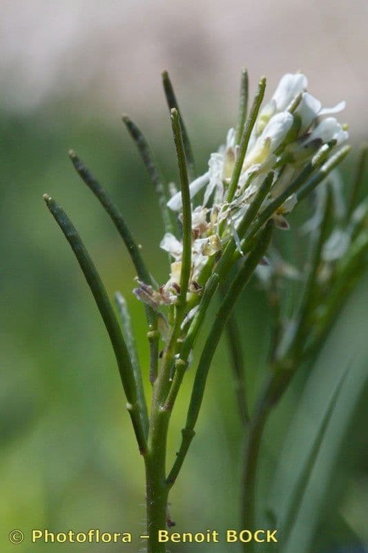 Arabis ciliata