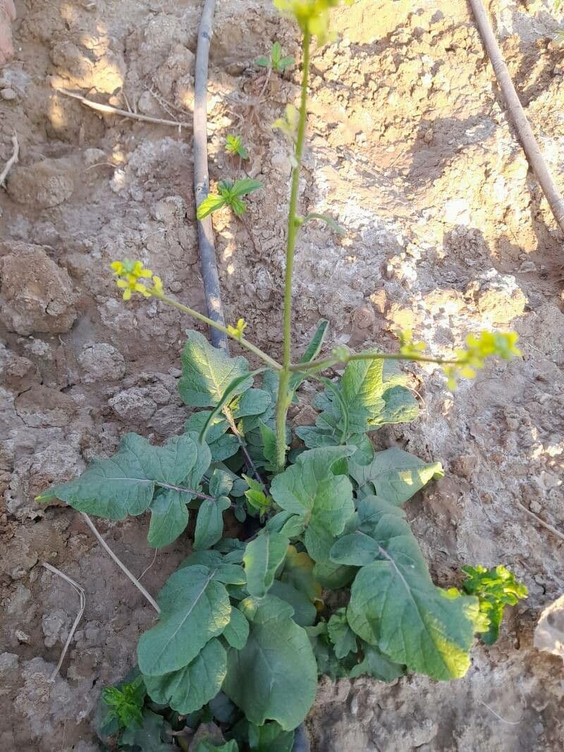 Senape ruca 14