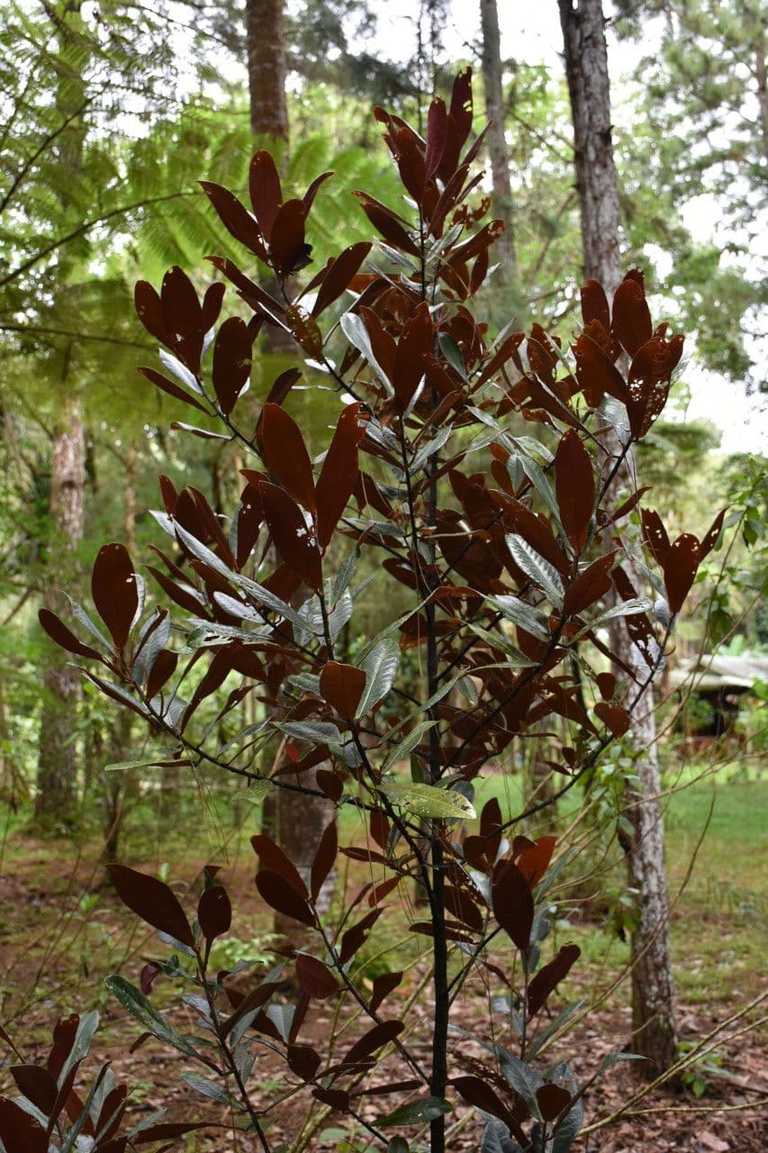 Acalypha 10