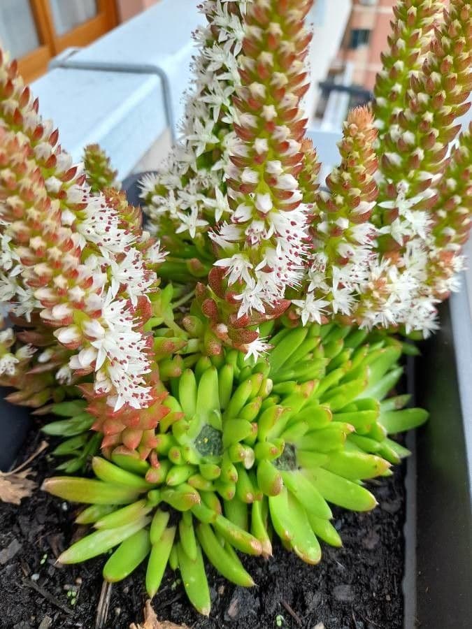 Sedum 12