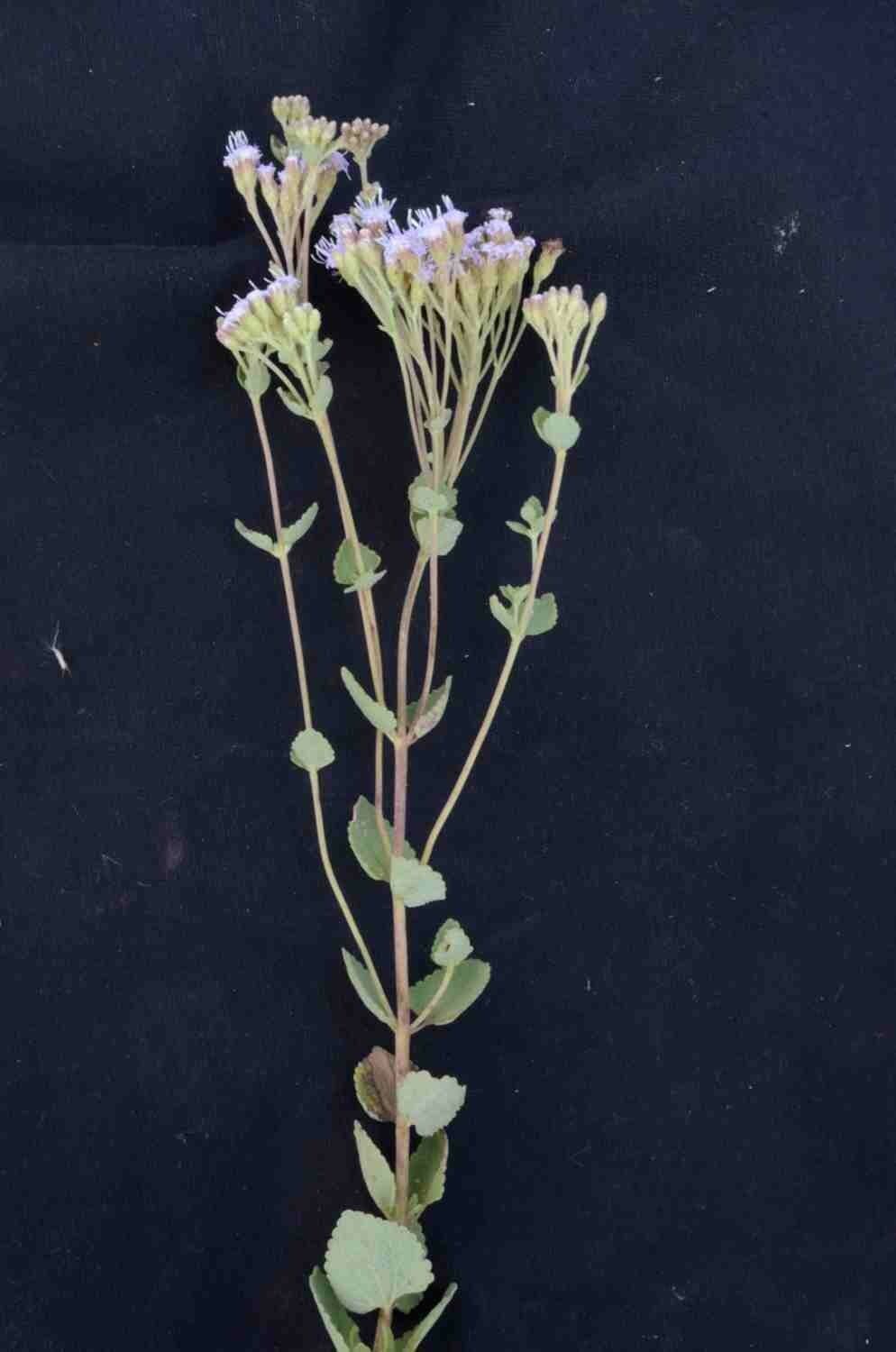 Chromolaena 3