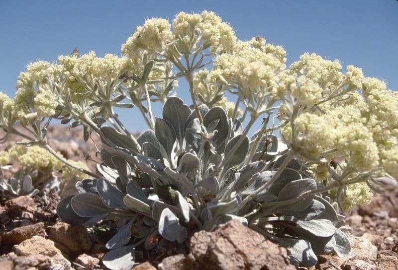 Granit-Polygonum 10