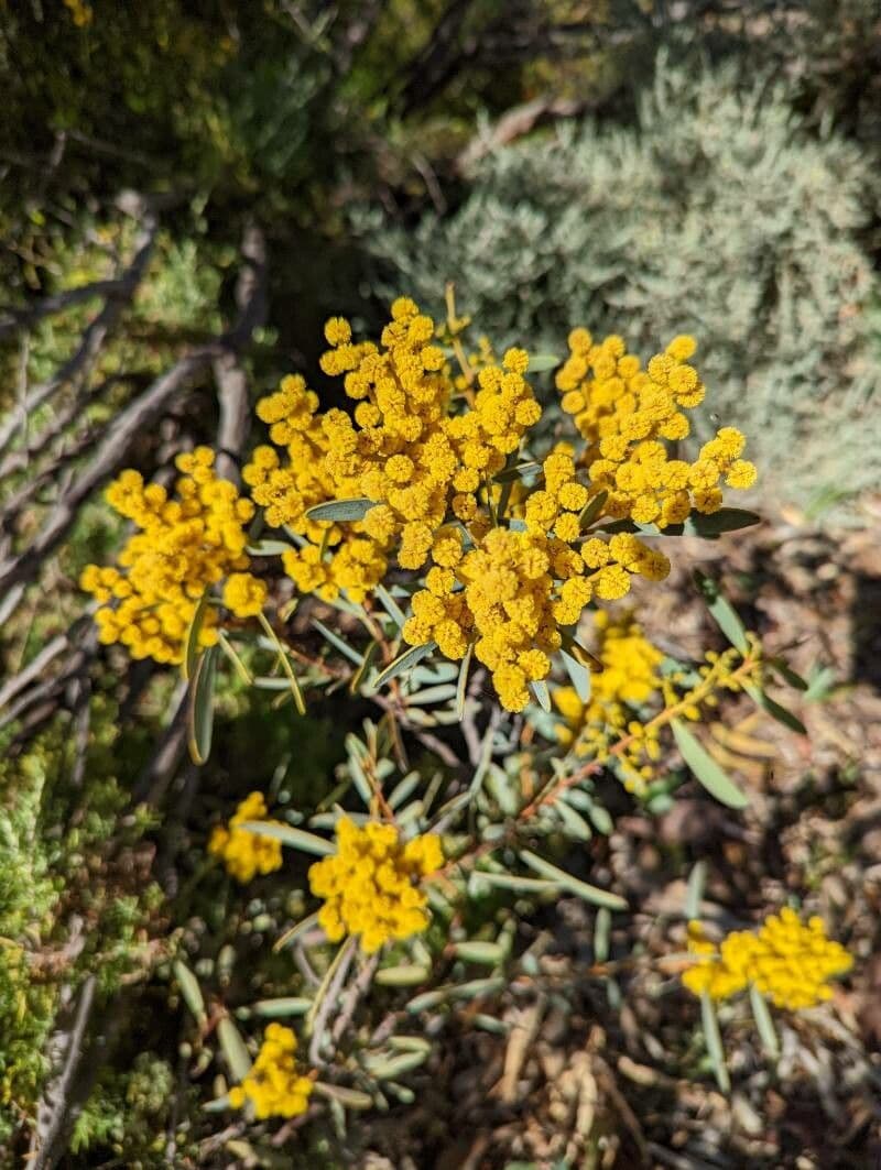 Acacia 2