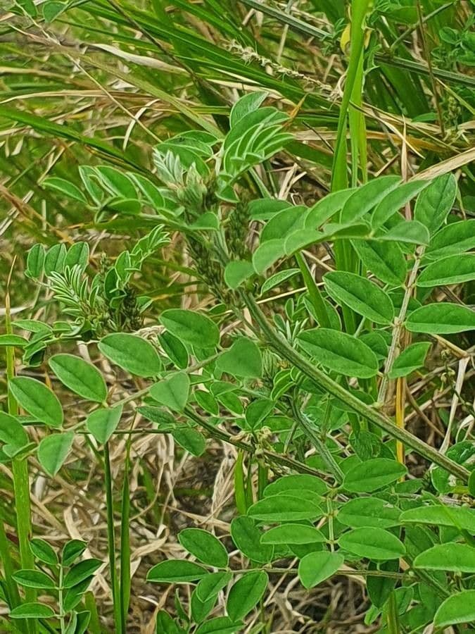 Indigofera 5