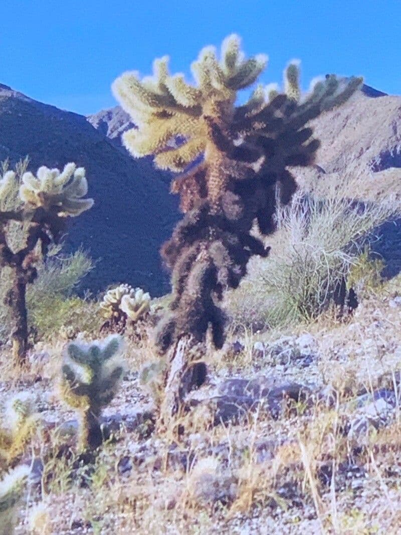 Cholla orsacchiotto 12