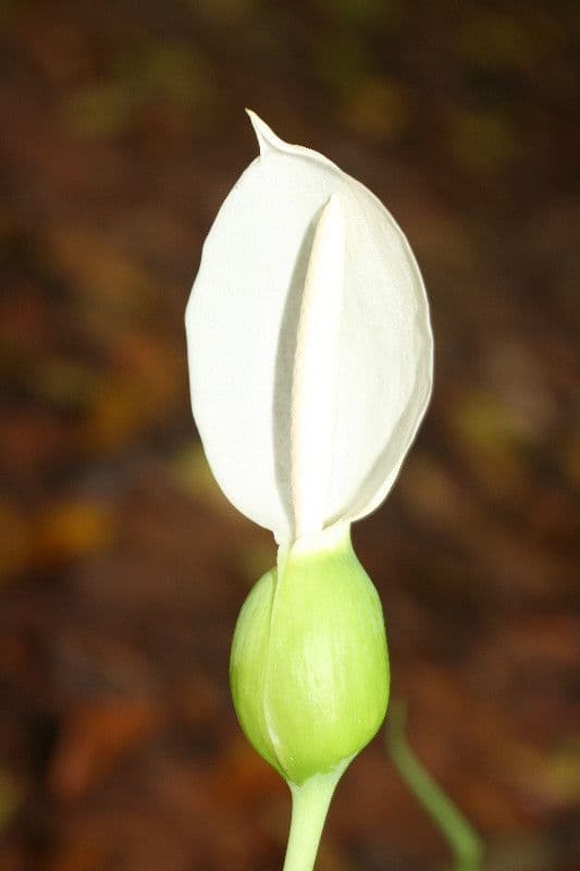 Caladium 5