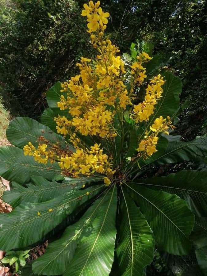 Cespedesia 9