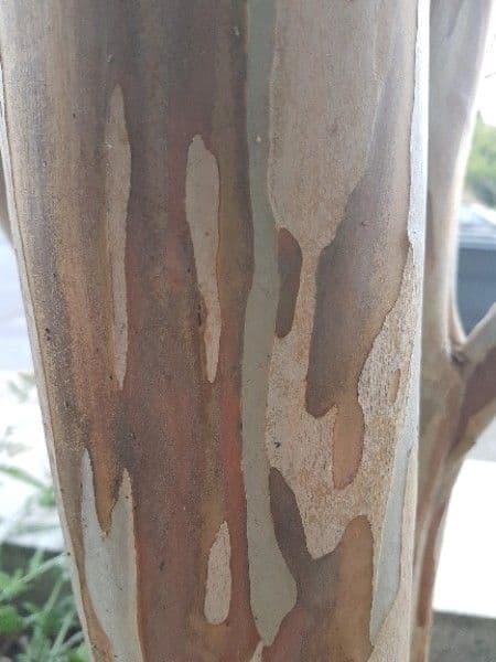 Lagerstroemia 25