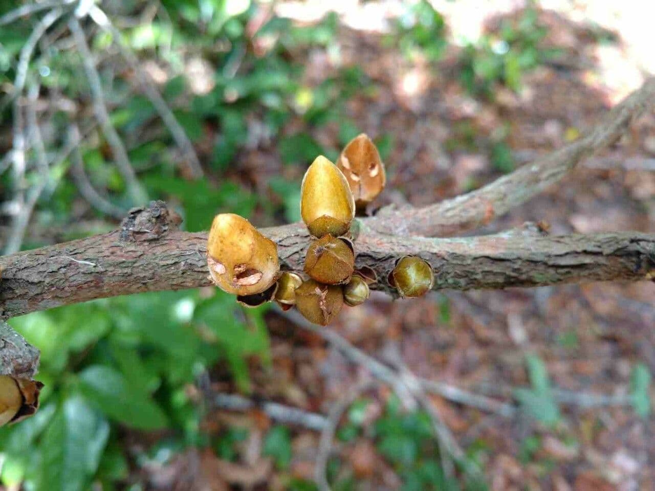 Xylopia 6