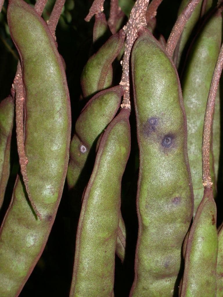 Stryphnodendron 5