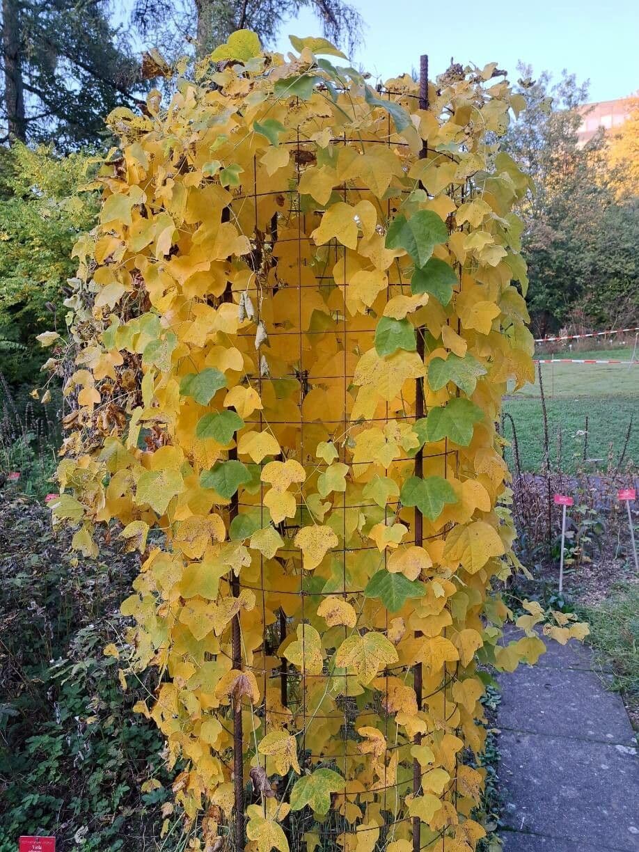 Passiflore jaune 17