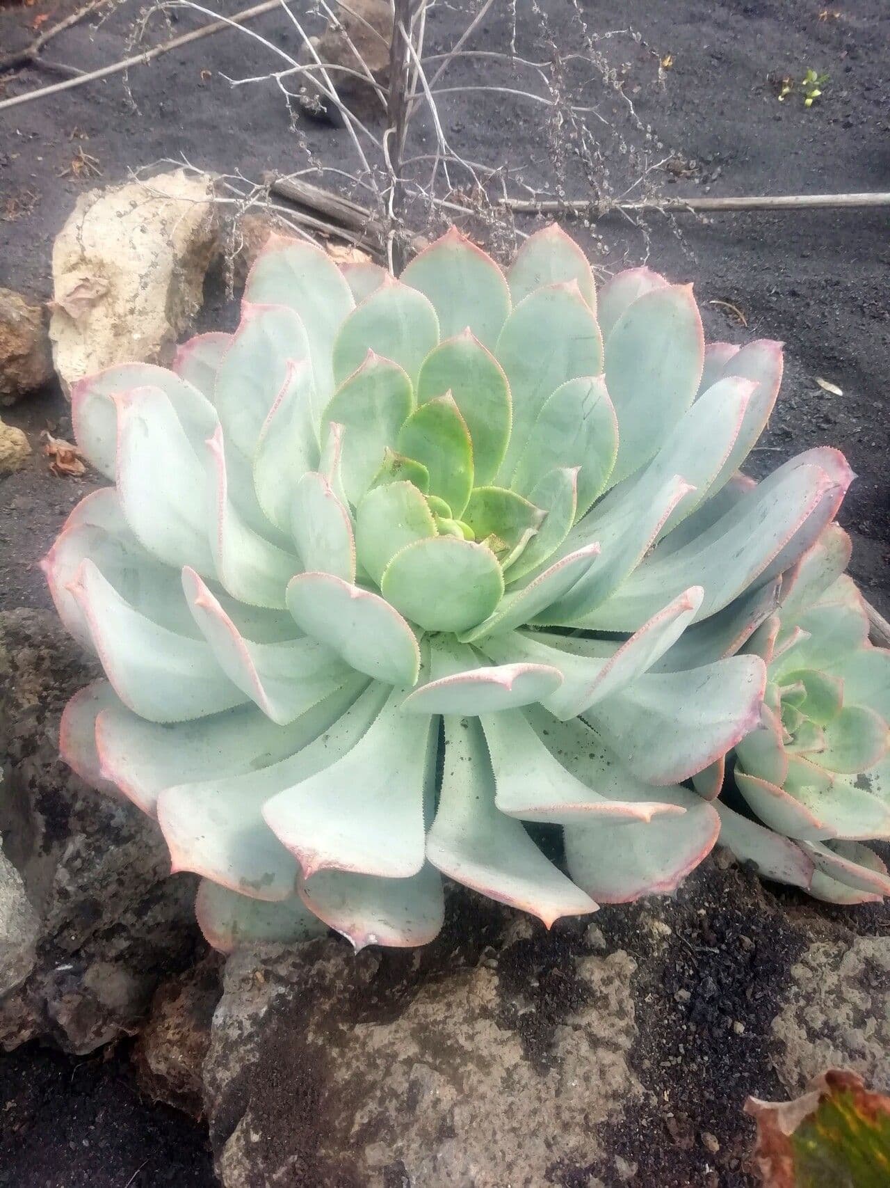 Aeonium 10