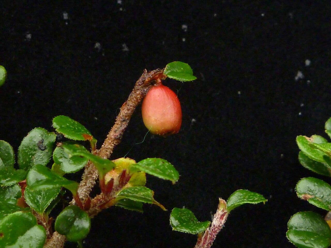 Cotonastro