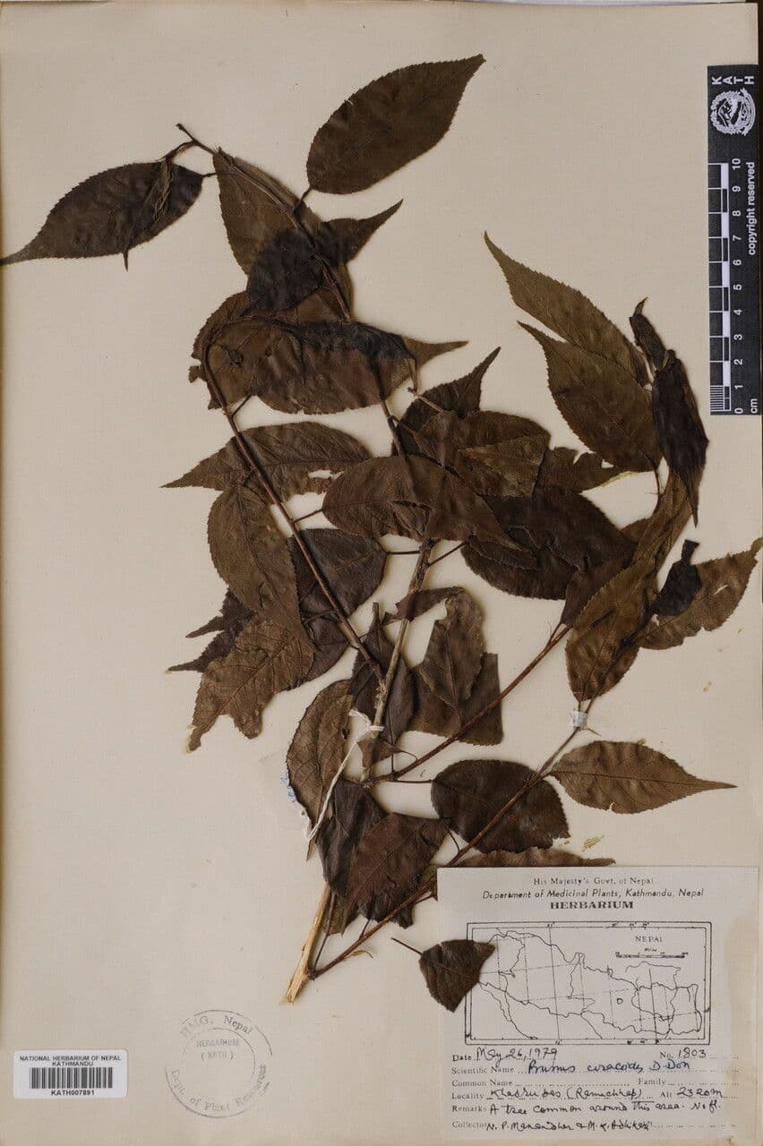Ciliegio himalayano 4
