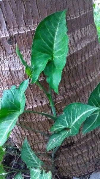 Syngonium 11