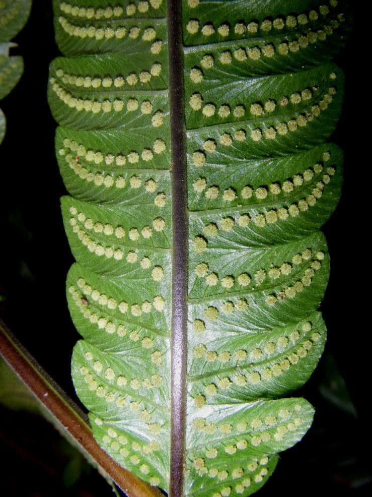 Thelypteris 6