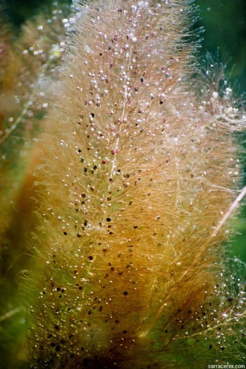 Utricularia 8