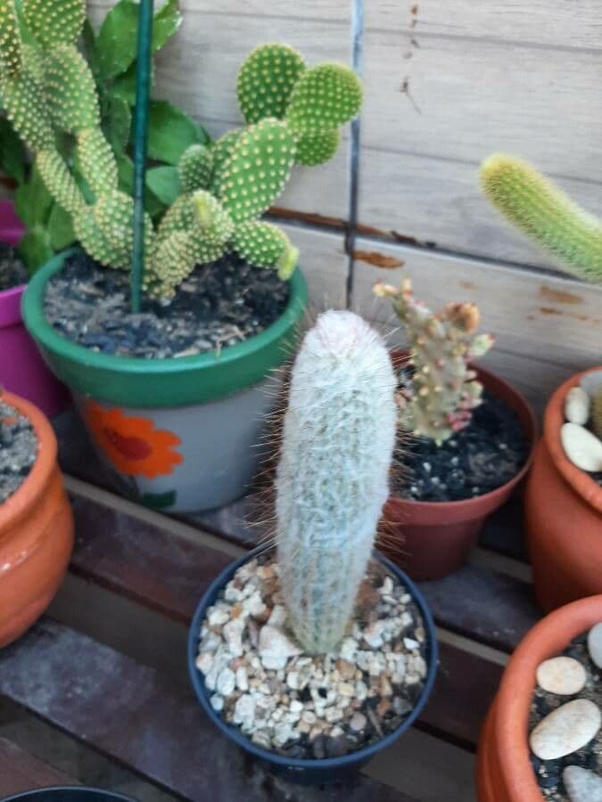 Espostoa lanata 21