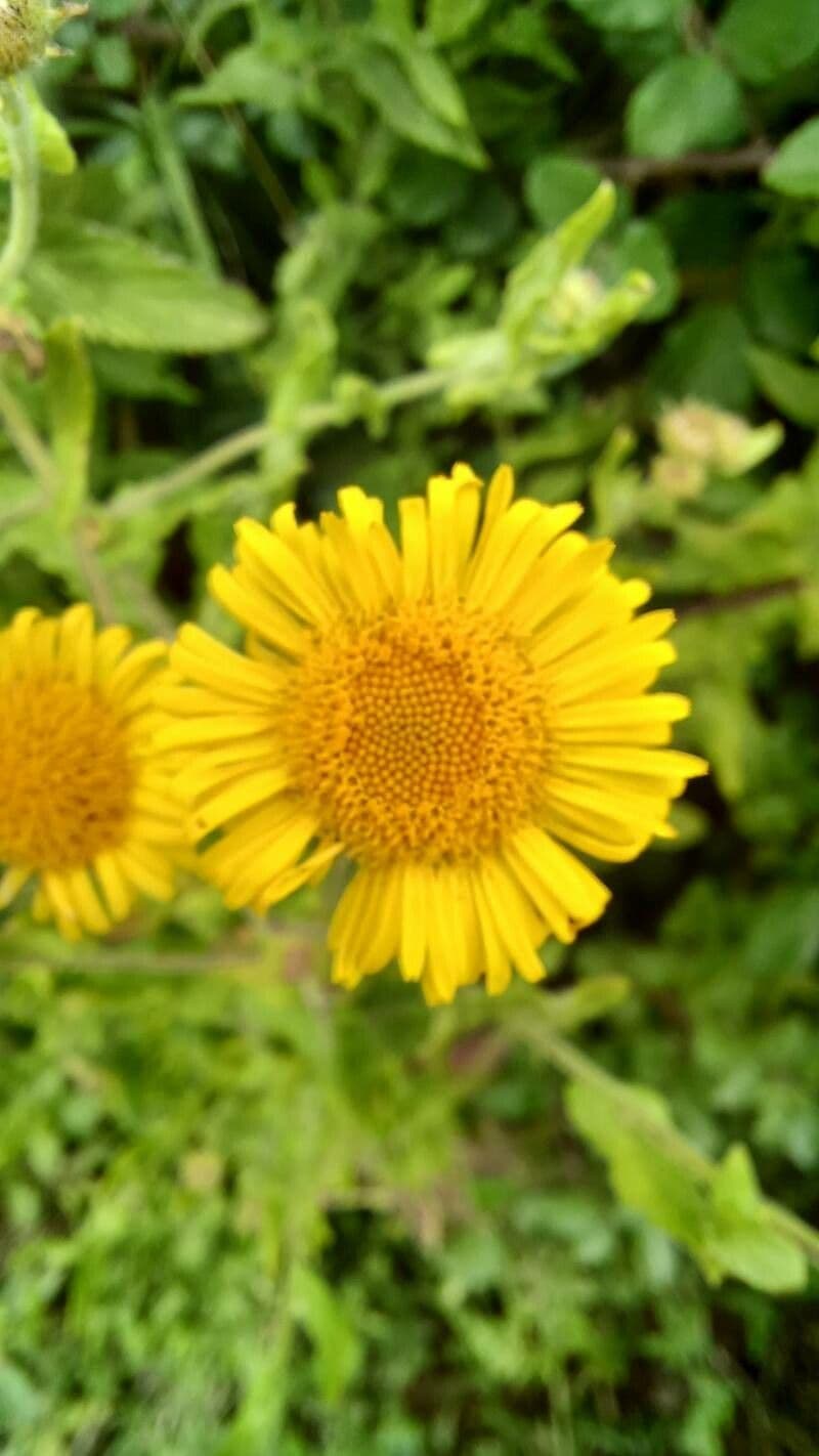 Pulicaria dysenterica 6
