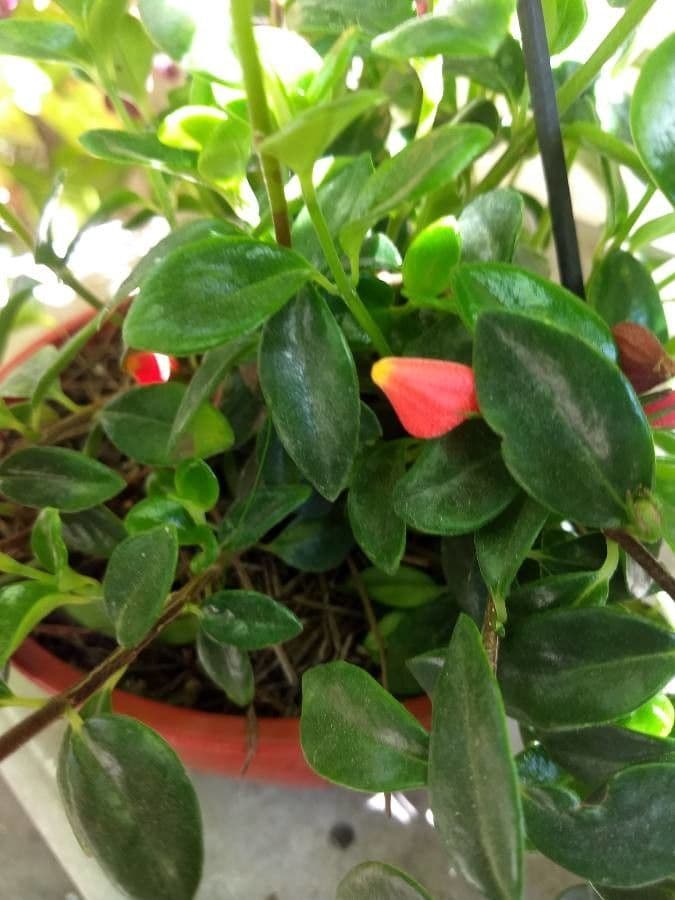 Nematanthus 4
